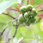 ����ʥ���10.5cm�ݥå��ޤ����ġ��̼���/����/�ޥ����Ӥ����/����̲ ���պѤ�