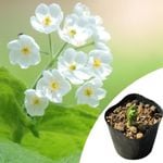 ���󥫥襦��10.5cm�ݥå��ġ��պ餭������/�Ѵ���¿ǯ��/������ȥ�ե�/������/��4/12�Ĥܤߡ�������