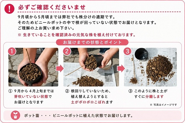 紫桜館山の花屋 | 全商品一覧 - 「サンショウ 10.5cmポット苗 樹高20
