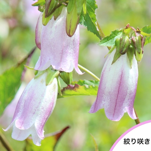 紫桜館山の花屋 | 全商品一覧 - 「桃花絞り咲きタルブクロ 9cmポット苗