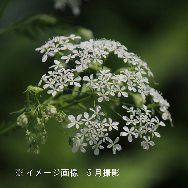自然の恵み　山人参　シャク　ハーブ苗　家庭菜園　保存食　ガーデニング山野草 人参 シャク 小シャク 苗 山野草 山菜 家庭菜園 ハーブ 保存食