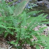 山野草、シダ植物 [ シダ植物７種セット ] 山野草、シダ植物 [ シダ植物7種セット ] シダ植物・7種: 山野草、植物