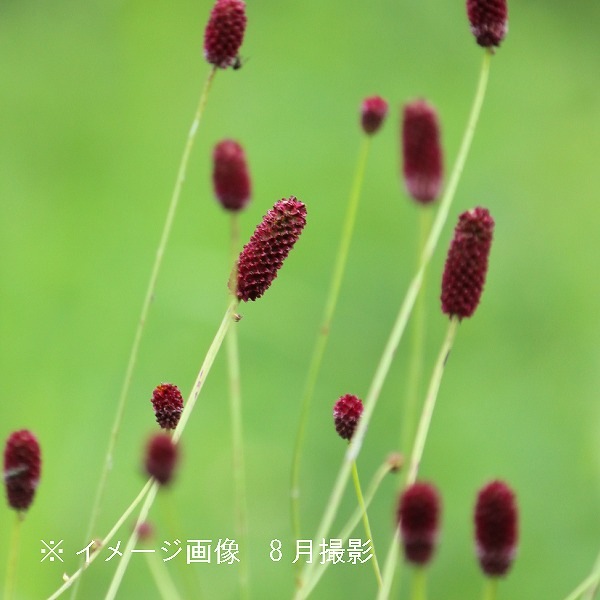 ワレモコウ様 ワレモコウ（吾亦紅） 'Red Thunder'の育て方・栽培方法