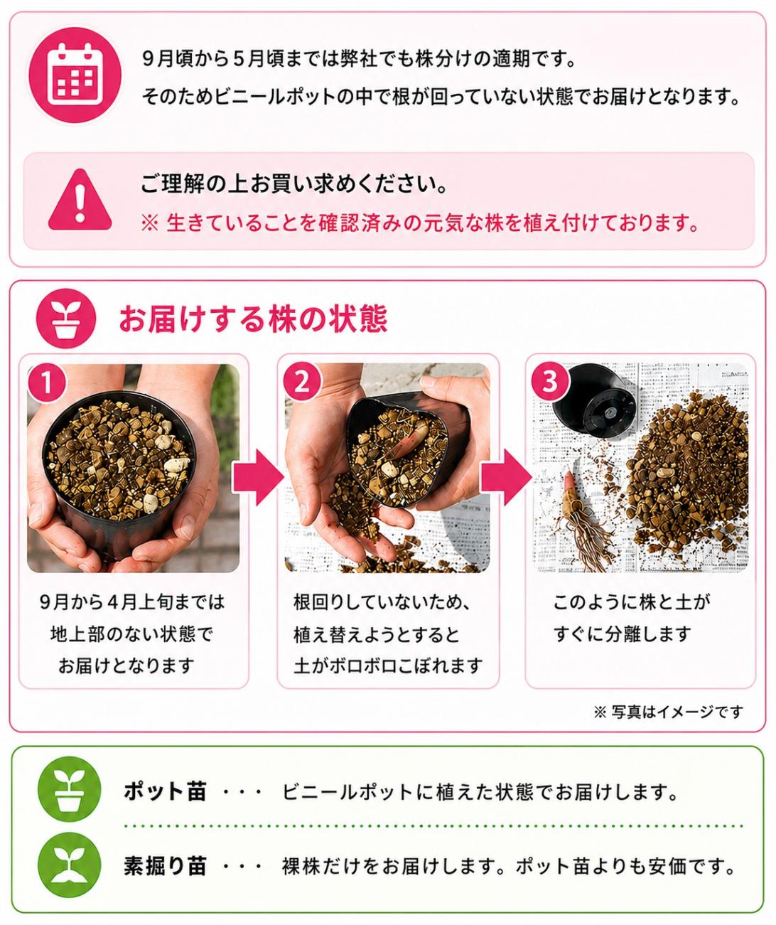 紫桜館山の花屋 | 全商品一覧 - 「日本スズラン 10.5cmポット苗 春咲き