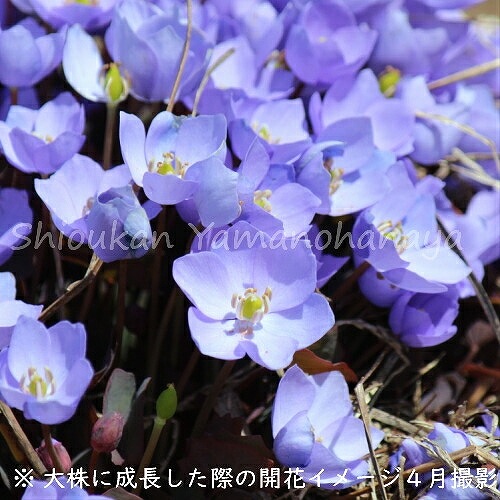 紫桜館山の花屋 開花時季から探す 春に咲く植物 タツタソウ タツタソウ 7 5 9cmポット苗 春咲き山野草 耐寒性多年草 竜田草 今季開花終了 山野草 宿根草 苗 販売 山草 紫桜館 通販 購入 山菜 たつたそう タツタソウ 紫桜館山の花屋 開花時季から探す 春に咲く植物 タツタソウ タツタソウ 7 5 9cmポット苗 春咲き山野草 耐寒性多年草 竜田草 今季開花終了 山野草 宿根草 苗 販売 山草 紫桜館 通販 購入 山菜 たつたそう タツタソウ