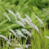 䡡9cmݥåġ/Ѵ¿ǯ//7/11դŸ
