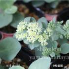 �ĥ���ߥ��Х䡡9��10.5cm�ݥå��ġ�������/�Ѵ���¿ǯ��/�ŷڸ����Ф�/������/��8/7�Ĥܤߡ�������