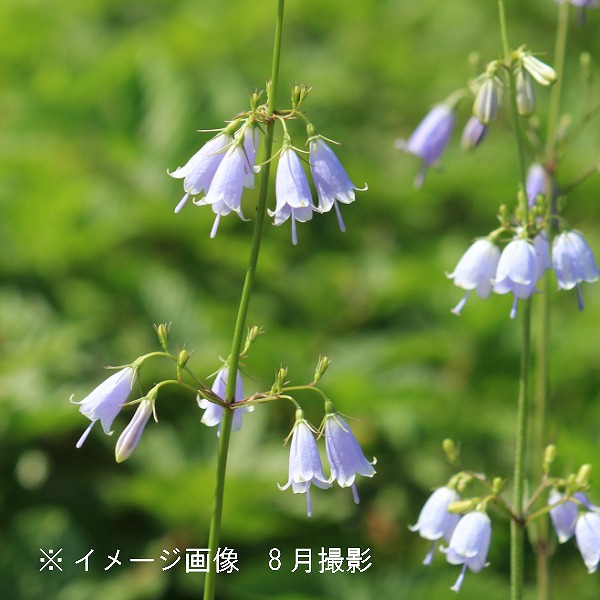160cm　山野草　山採り　苗木　苗　クロモジ　薬効　ハーブ　癒やしの香り　庭木 160cm 山野草 山採り 苗木 苗 クロモジ 薬効 ハーブ 癒やしの