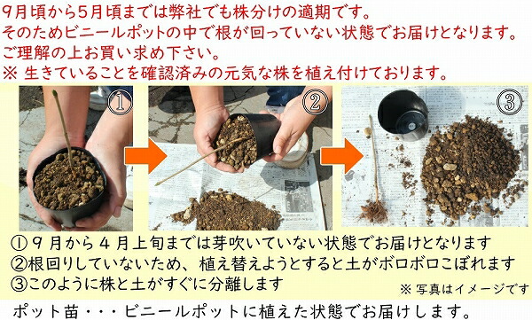 紫桜館山の花屋 | オンライン見積もり - 「ツルウメモドキ 9～10.5cm