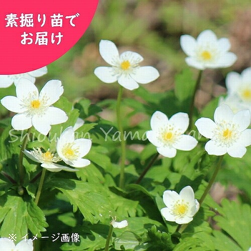 紫桜館山の花屋 開花時季から探す 早春に咲く植物 ニリンソウ ニリンソウ 素掘り苗 山野草 二輪草 アネモネ 23年開花見込み株 入荷済み