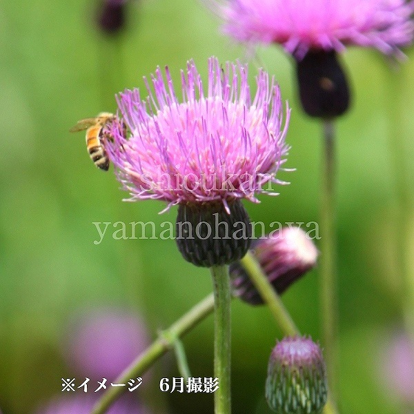 紫桜館山の花屋 開花時季から探す 初夏に咲く植物 アザミ エキノプス ノアザミ 9 10 5cmポット苗 山菜苗 耐寒性多年草 野薊 今季 開花終了 山野草 宿根草 苗 販売 山草 紫桜館 通販 購入 山菜