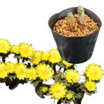 �ե����好����10.5cm�ݥå��ġ�2�꿢��/������/ʡ����/�����/��2/14�Ĥܤߡ�������