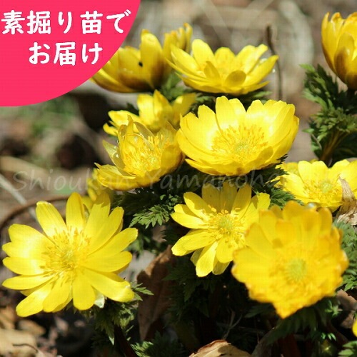 紫桜館山の花屋 開花時季から探す 早春に咲く植物 福寿草 フクジュソウ 素掘り苗 山野草 福寿草 正月花 23年開花見込み株 入荷済み 出荷は2 15まで 紫桜館山の花屋 開花時季から探す 早春に咲く植物 福寿草 フクジュソウ 素掘り苗 山野草 福寿草 正月花 23年開花見込み株 入荷済み 出荷は2 15まで