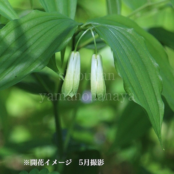 紫桜館山の花屋 | オンライン見積もり - 「ホウチャクソウ 9～10.5cm
