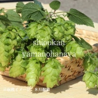 ���Υۥåס�9cm�ݥå��ġ�������/�Ѵ���¿ǯ��/�����/����̲ �Ͼ����ʤ�