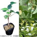 �ޥ����ӡ�10.5cm�ݥå��ޤ����ġ��̼���/��ŷ��/����̲ ���պѤ�