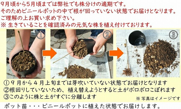 紫桜館山の花屋 | オンライン見積もり - 「マタタビ 10.5cmポット