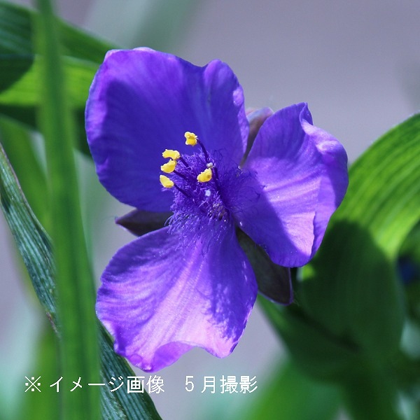 紫桜館山の花屋 開花時季から探す 初夏に咲く植物 ムラサキツユクサ ムラサキツユクサ 紫花 10 5cmポット苗 宿根草 紫露草 トラデスカンティア 今季開花終了 猛暑のため9月から販売再開 ムラサキツユクサ 露草 つゆ草 山野草 宿根草 苗 販売 山草 紫桜館