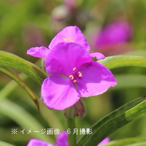 紫桜館山の花屋 開花時季から探す 初夏に咲く植物 ムラサキツユクサ ムラサキツユクサ 桃花 10 5cmポット苗 宿根草 紫露草 トラデスカンティア 休眠期中 地上部なし 感謝セール対象商品 ムラサキツユクサ 露草 つゆ草 山野草 宿根草 苗 販売 山草 紫桜館