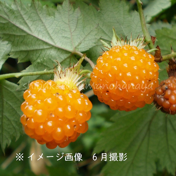 紫桜館山の花屋 樹木苗 食べられる木の実や果実が生る果樹苗 モミジイチゴ モミジイチゴ 9cmポット苗 植え付け1年後以降の 収穫見込み苗 果樹苗 紅葉苺 野苺 山いちご 7 9葉が茂っています