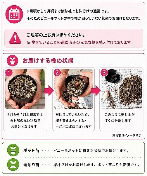 紫桜館山の花屋 | 全商品一覧 - 「桃花ホタルブクロ 9cmポット苗 山