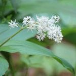 �業������9cm�ݥå��ġ�������/������/�Ѵ���¿ǯ��/���/��������/��4/12��᤭�Ϥ�