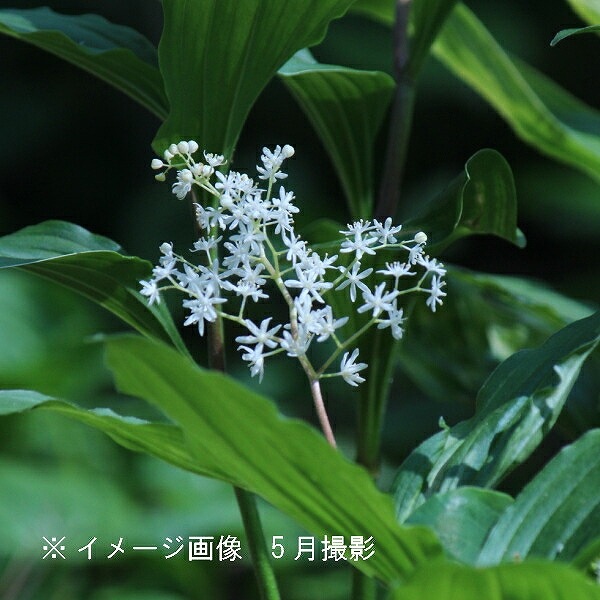 さゆ 紫桜館山の花屋 | オンライン見積もり - 「ユキザサ 9cmポット苗 山