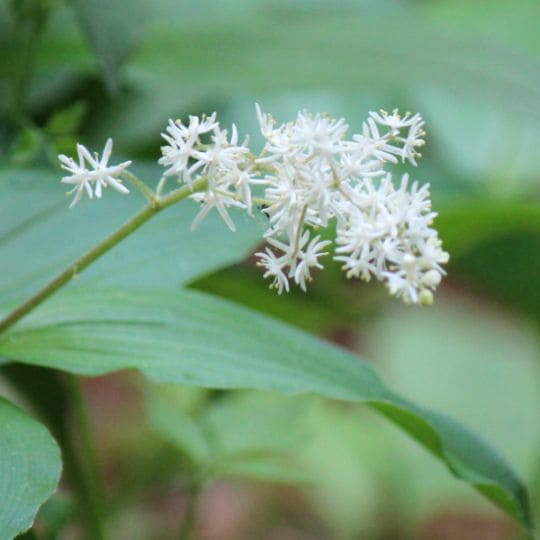 紫桜館山の花屋 | 全商品一覧 - 「ユキザサ 9cmポット苗 山野草/山菜苗