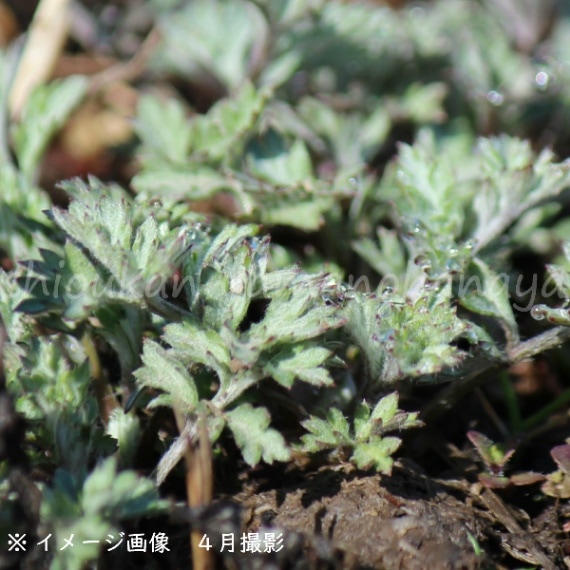紫桜館山の花屋 | オンライン見積もり - 「ヨモギ 9cmポット苗