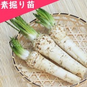 �掠�ӥ��������Ƿ����ġ�������/���蘆��/�����纬/�ۡ�����ǥ��å���/�����ٺѤ�