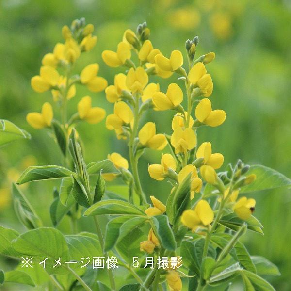 紫桜館山の花屋 | オンライン見積もり - 「黄花センダイハギ 9cm