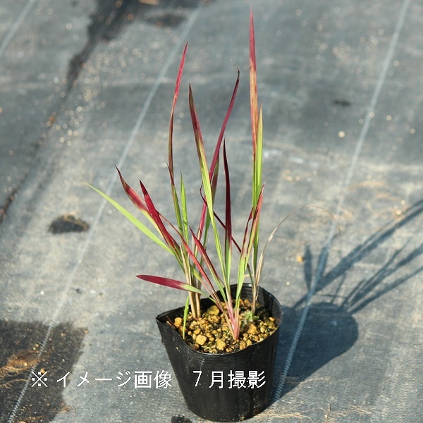 紫桜館山の花屋 | オンライン見積もり - 「ベニチガヤ 9cmポット苗 山