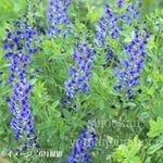 ��饵����������ϥ���9cm�ݥå��ġ��ɺ���/�Ѵ���¿ǯ��/�Хץƥ�����/����̲ �Ͼ����ʤ�