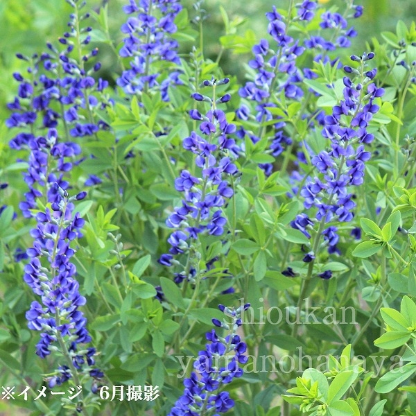 紫桜館山の花屋 | 全商品一覧 - 「バプティシア アウストラリス 9cm