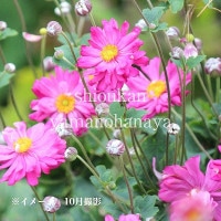 ֲȬź餭奦ᥤ910.5cmݥåġ餭/Ѵ¿ǯ//ͥ/7/11դŸ