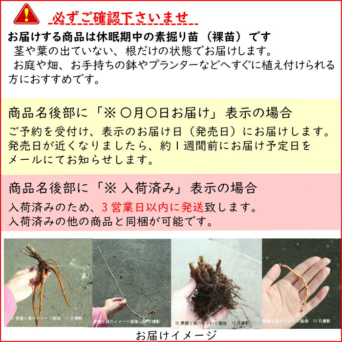 紫桜館山の花屋 | オンライン見積もり - 「アキタフキ 素掘り苗 山菜苗