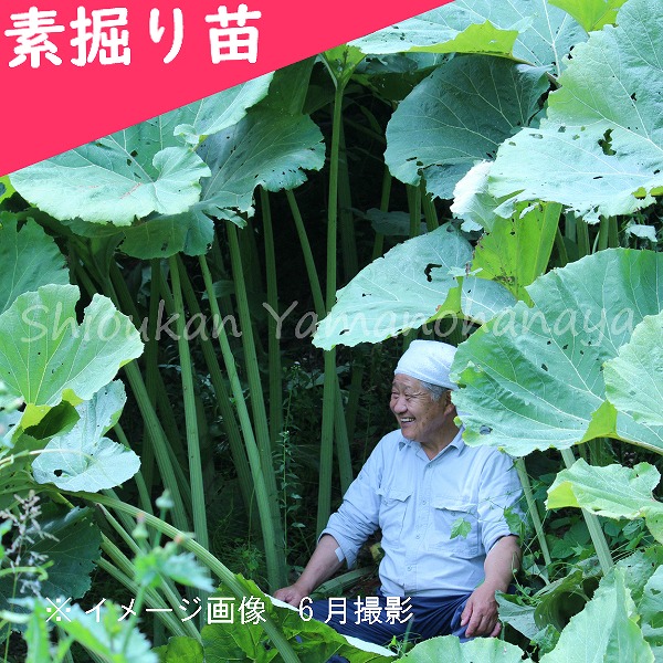 秋田県産天然ふき（野フキ）　予約用 秋田県産天然ふき（野フキ）予約用