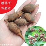 ��긩�����ԥ��������100g(�ܰ�10��15��)�ۤɤ���/����/���ݴ����������Ի���/���դ�/������/�����ٺѤ�