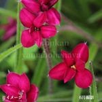 ���åĥ����顡��ӡ��ε�����7.5cm�ݥå��ġ��ɺ���/�Ѵ���¿ǯ��/����̲ �Ͼ����ʤ�