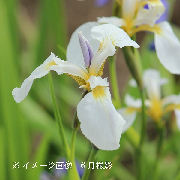 紫桜館山の花屋 | オンライン見積もり - 「白花ヒオウギアヤメ