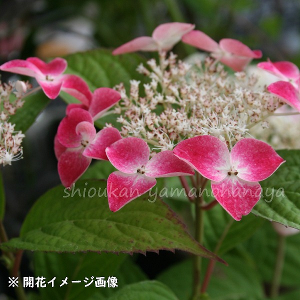 もり子　ヤマアジサイ ヤマアジサイ 4号 日高新錦山 ヒダカシンニシキヤマ（31）｜花木01-D1