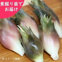 �����ߥ祦�����Ƿ����ġ�������/��謲�/�����ٺѤ�