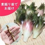 �����ߥ祦�����Ƿ����ġ�������/��謲�/�����ٺѤ� ���������3��16���ޤǲ�ǽ