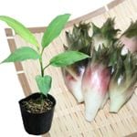 �����ߥ祦����9��10.5cm�ݥå��ġ�������/�Ѵ���¿ǯ��/��謲�/����̲ �Ͼ���̵��