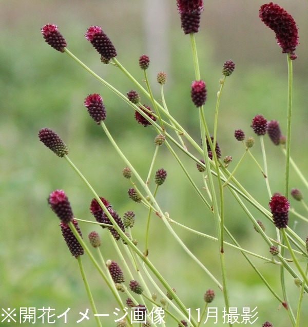巨大苗210cm.耐寒性最強　ドワーフ・キングナムワ◆関東露地OK。鉢植可 低木 巨大苗210cm.耐寒性最強 ドワーフ・キングナムワ◇関東露地OK。鉢植可 低木