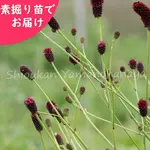 �ս��餭���⥳�����Ƿ����ġ�������/�����/���󥮥����/�����ٺѤ�