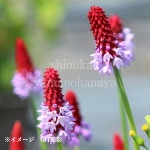 ץ ӥ꡼9cmݥåġѴɺ//餭