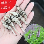 ��긩�������ܥ�����������Ŀ�ñ�̡�ĹϷ��/����/���ݴ����������Ի���/���դ�/������