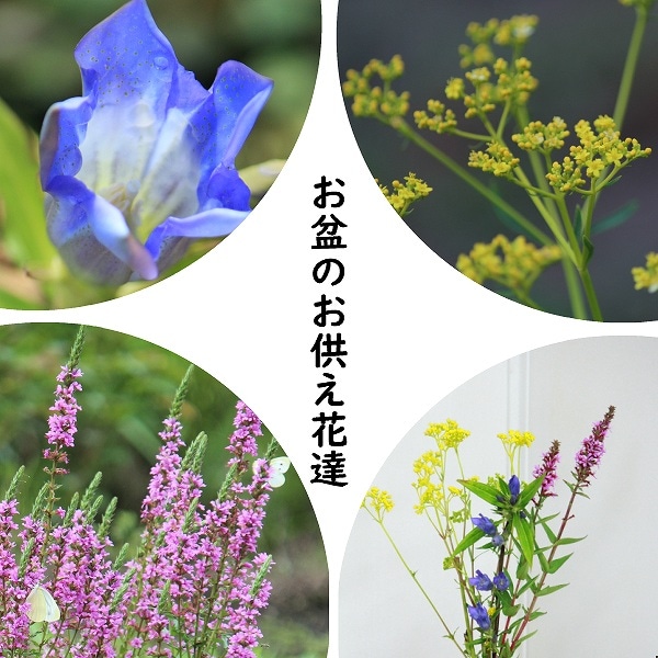 紫桜館山の花屋 開花時季から探す おすすめ苗セット 山野草セット お盆のお供え花 3種各2ポットセット オミナエシ ミソハギ ヤマリンドウ お盆のお供え花 仮植え 3種各2ポットセット オミナエシ ミソハギ リンドウ