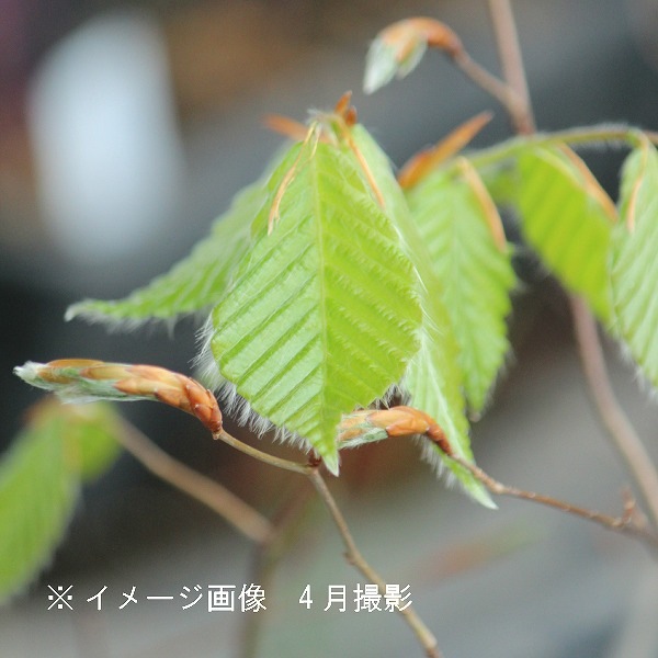 紫桜館山の花屋 | 全商品一覧 - 「ブナの木 9～10.5cmポット苗 1～2本